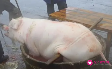 周公解梦梦见吃猪肉
