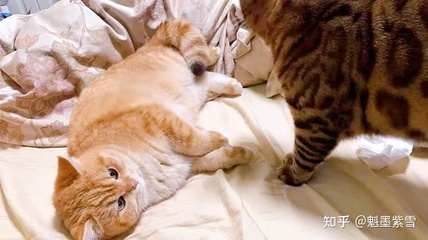 猫咪多大会怀孕