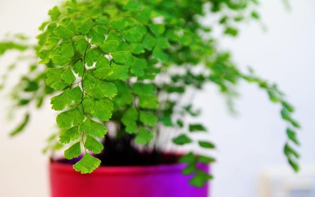 铁线蕨的寓意