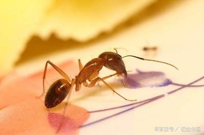 家里小黄蚂蚁哪里来的