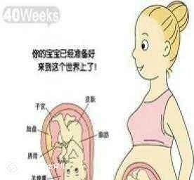 38周胎儿发育标准