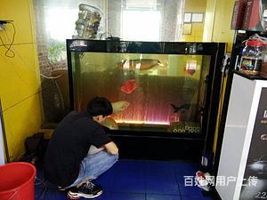 龍魚(yú)不往上游是什么原因（龍魚(yú)不往上游是什么原因造成的）