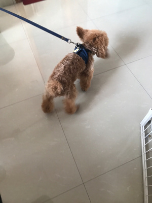 泰迪男狗狗名字大全