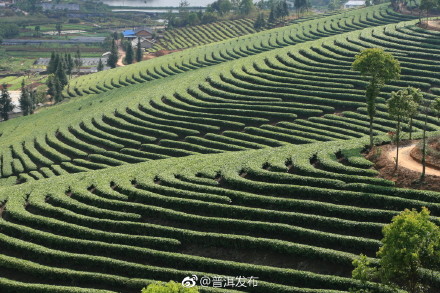 普洱万亩茶园简介