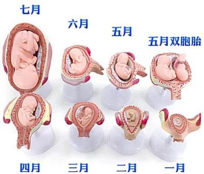 胎儿发育过程