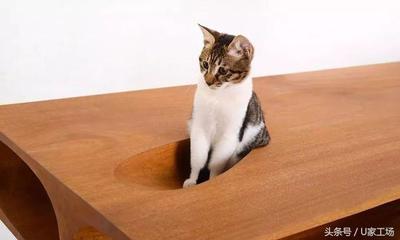 猫桌
