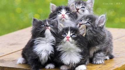猫咪怀孕几个月生