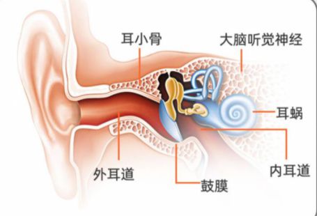 正常耳朵的气导是多少钱