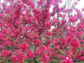 孕妇梦见桃树开花