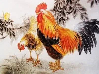属鸡的人今年运势