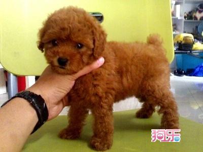 灰色贵宾犬价格多少钱