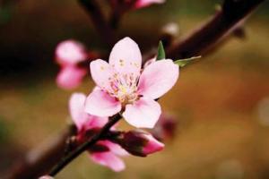 八字怎么看桃花