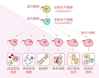 干细胞自移植多少钱