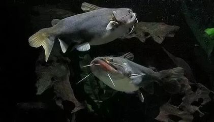 The Ultimate Guide to <strong><mark>arowana</mark></strong> in Walbrzych: A Hidden Gem for Fish Enthusiasts