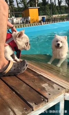 萨摩耶遛狗视频,萨摩耶会不会游泳