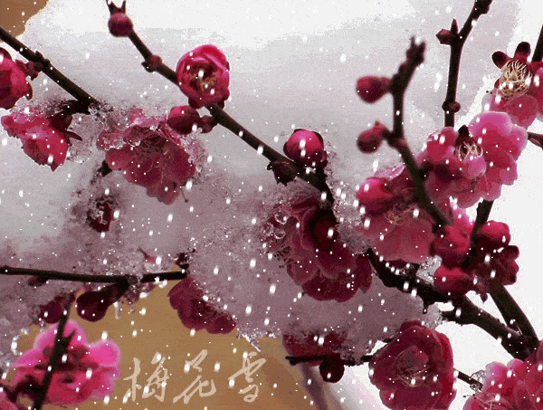 舞蹈傲雪寒梅