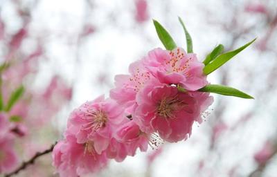 八字桃花命书