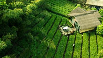 茶园别墅