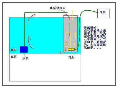 如何辨别优质金龙鱼（-优质金龙鱼的健康状况如何鉴定） 水族问答