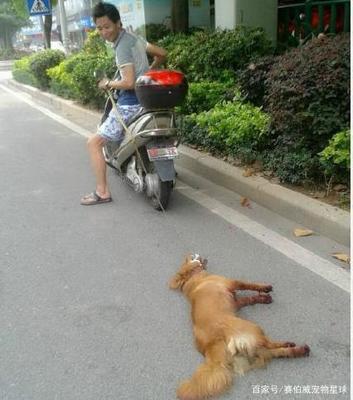 虐狗犯法吗