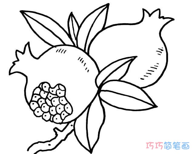 树上石榴素描怎么画简单漂亮_石榴简笔画