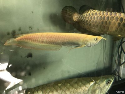 利辛县御花园鲜花水族馆（利辛县御花园鲜花水族馆电话）