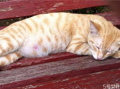 猫什么时候怀孕