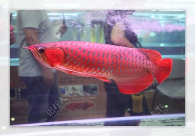 遼寧觀賞魚批發(fā)市場有哪些品種魚（遼寧最大的觀賞魚市場）