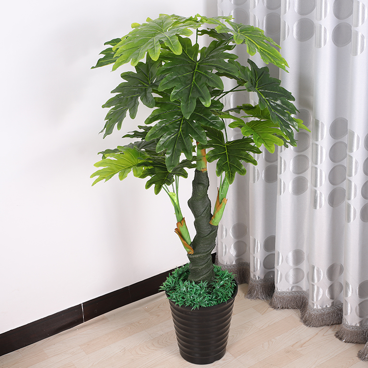 室内绿植品种