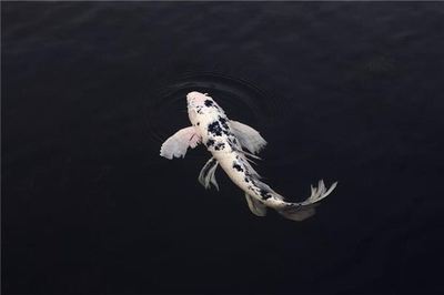 梦见自己在海水里
