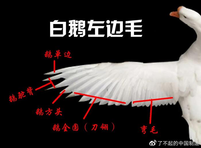 白鹅用英语怎么说