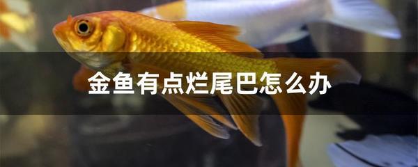 鱼尾烂了怎么治疗