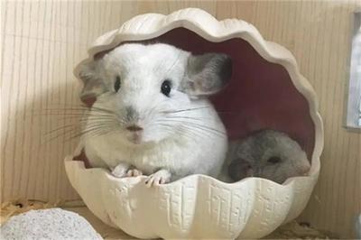 刚出生的仓鼠宝宝怎么养