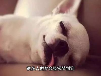 做梦梦见养了一只狗