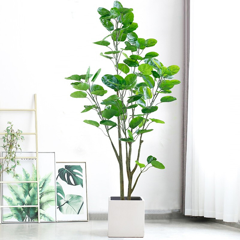 室内绿叶植物