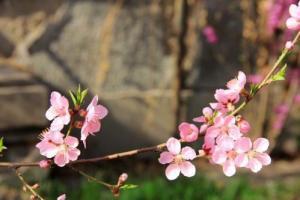 八字怎么看桃花