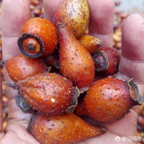枣子泡酒的制作方法