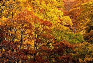11月季节怎么形容