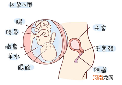 胎儿十五周发育图