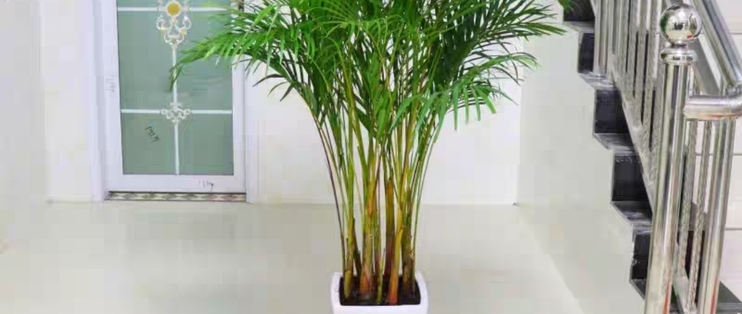 室内盆栽竹子