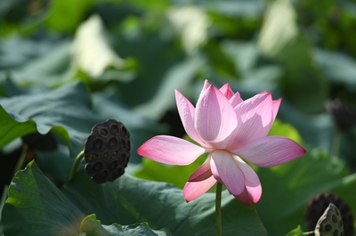 荷花性格