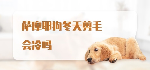 真正萨摩耶冬季剪毛