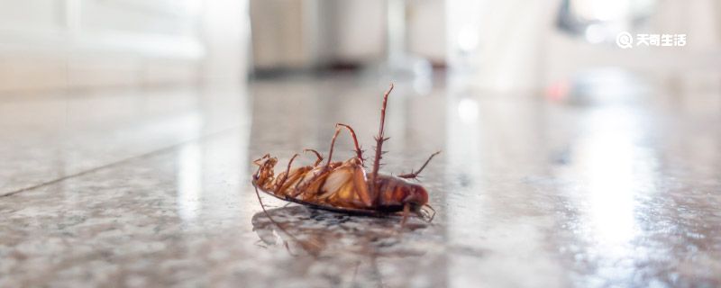 杀虫剂能杀蟑螂吗