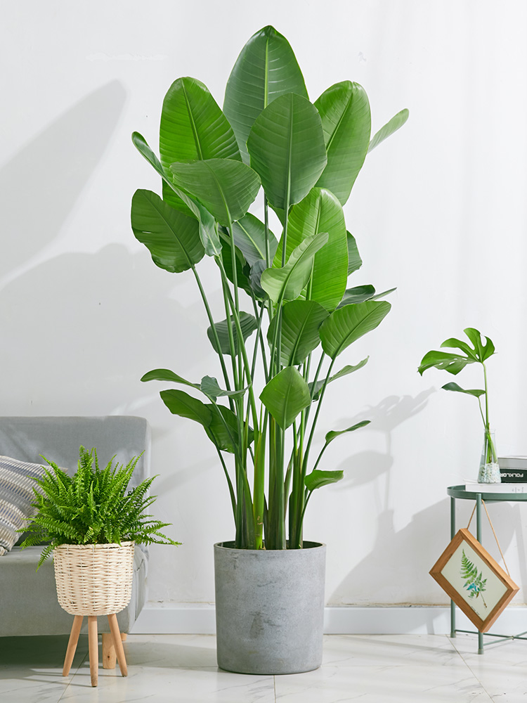 室内绿植品种