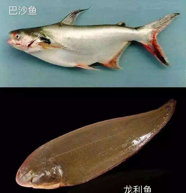 龙利鱼和巴沙鱼的区别