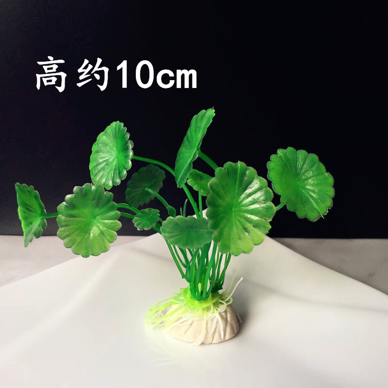 菜品围边摆盘及装饰