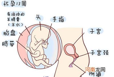 怀孕四个月胎儿稳定了吗