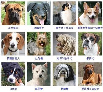 怎么给狗狗取名字好听