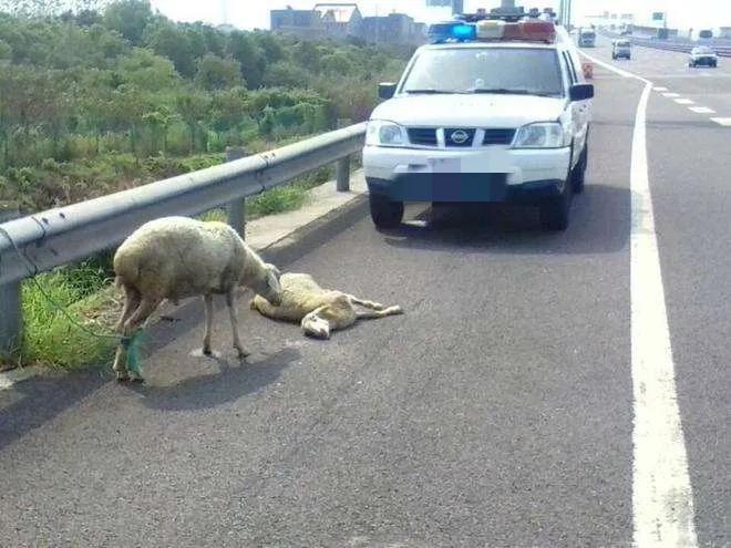 开车撞死羊后逃构成犯罪吗