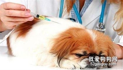 打一次狂犬疫苗要多少针